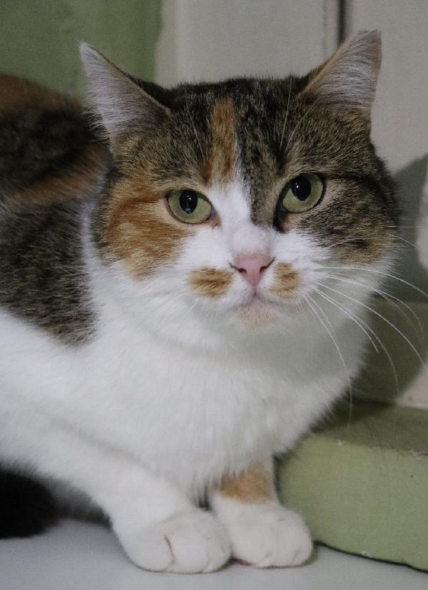 Bruschetta, Micia Timidina